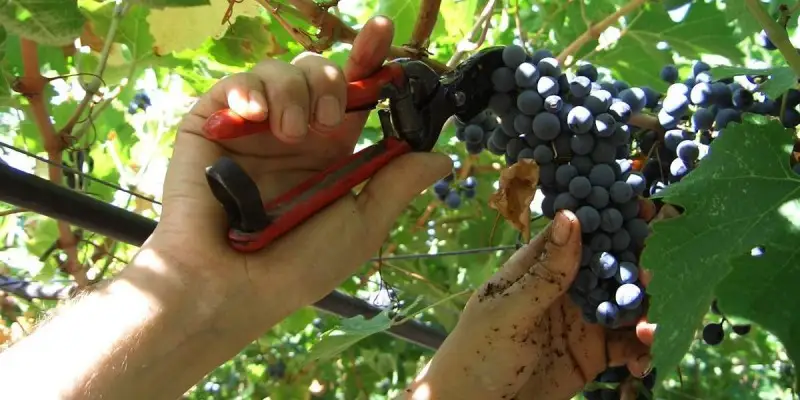 La vendemmia 2018 regione per regione. Con i commenti dei produttori (Video)