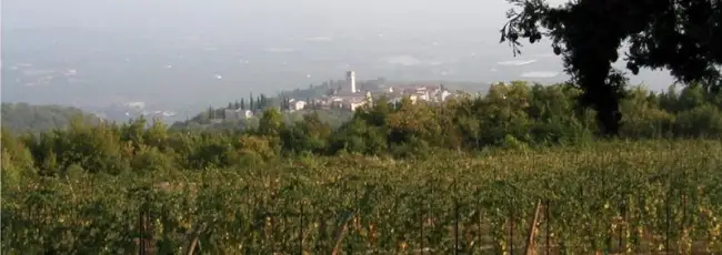 L&rsquo;Italia candida all&rsquo;Unesco la pratica di appassimento delle uve della Valpolicella