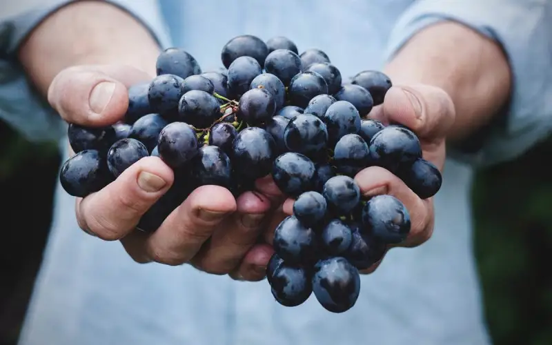 WineAmerica elogia FIVS per la leadership nella sostenibilit&agrave;