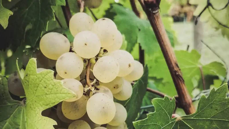 La Nas-c&euml;tta Doc completa lo studio sui lieviti