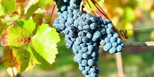 Fosfiti: la ricerca del Crea per vino e ortofrutta bio