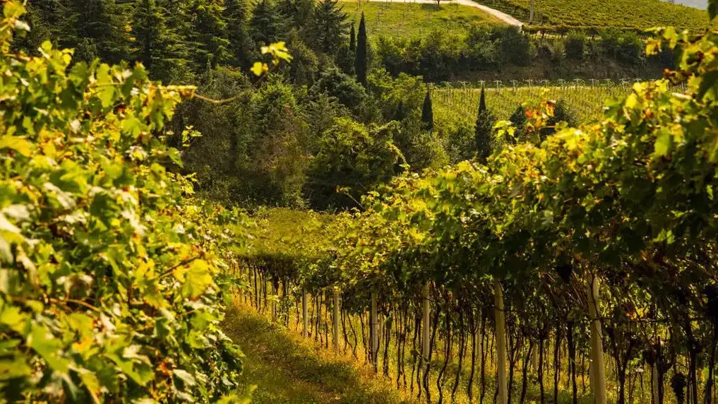 Itinerario enologico in Valpantena