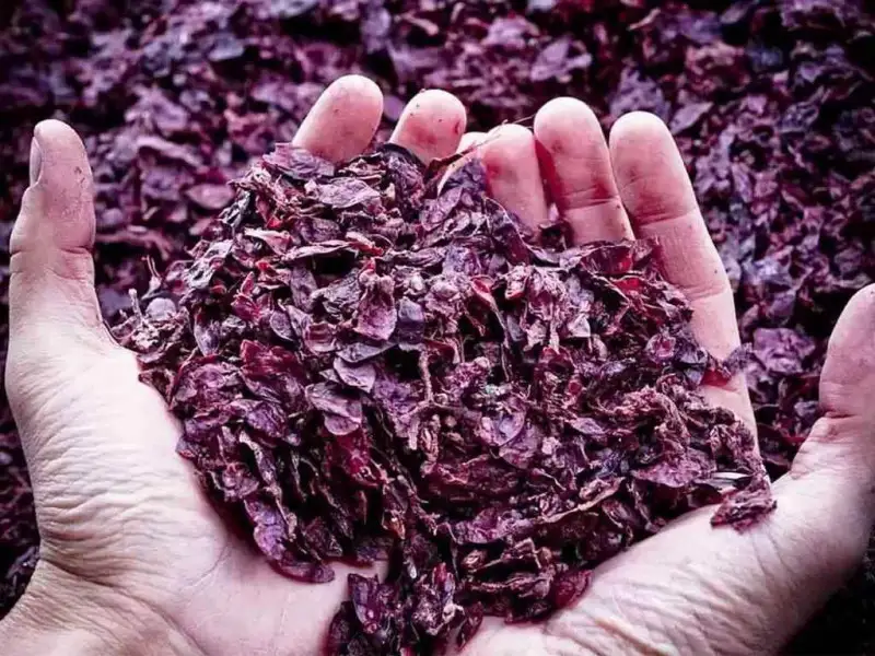 Studio della Cornell sui benefici dei polifenoli della vinaccia