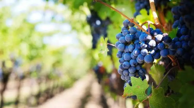 Morellino di Scansano DOCG: s&igrave; a "Toscana" in etichetta