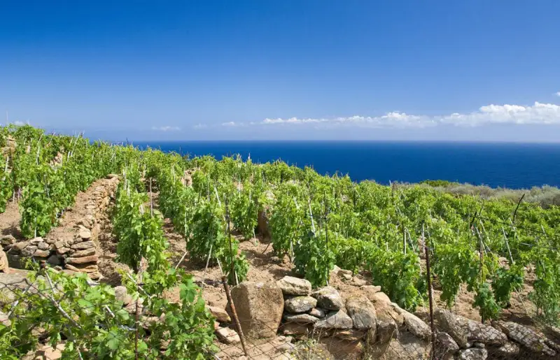 La Maremma Toscana &egrave; la terza Doc pi&ugrave; grande della Regione