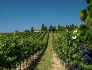 In Borgogna la vendemmia pi&ugrave; anticipata degli ultimi 500 anni