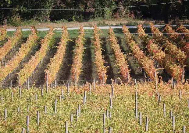 Centinaio: tempi stretti per il decreto che semplifica le procedure su Doc e disciplinari