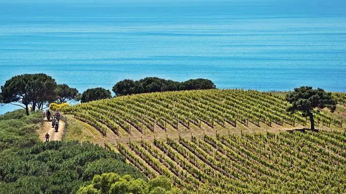 A caccia... di bottiglie rare lungo la Strada del Vino Costa degli Etruschi