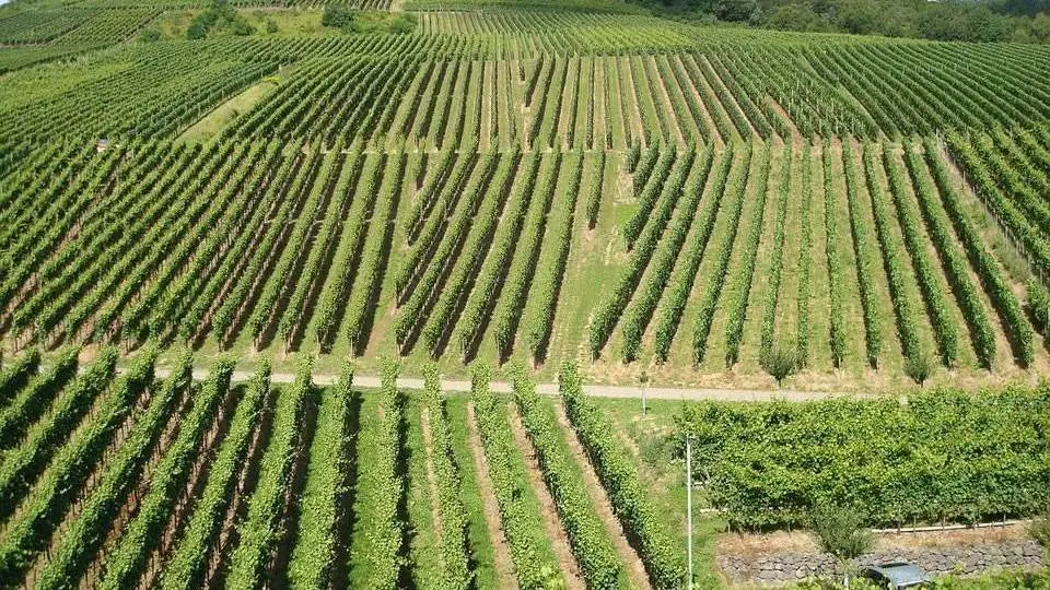 Nuova Pac, cos&igrave; le autorizzazioni per gli impianti viticoli