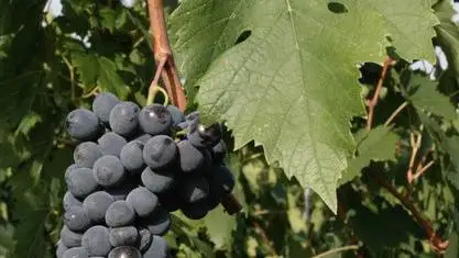 Vino&Terroir, appuntamento con il Sangiovese