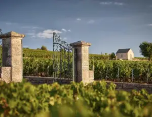 La Guida Michelin debutta nel mondo del vino