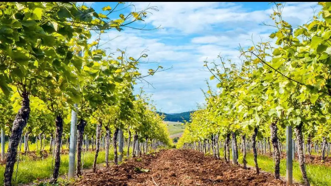 Conferma incarichi ai consorzi vini DOCG e DOC piemontesi