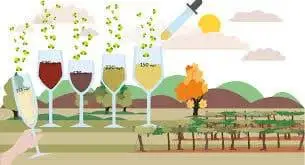 Nasce Fondazione SOStain Sicilia, per una vitivinicoltura sostenibile