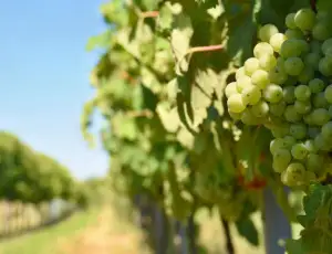 Battuta d&rsquo;arresto per la proposta di legge sul vino 100% made in Usa