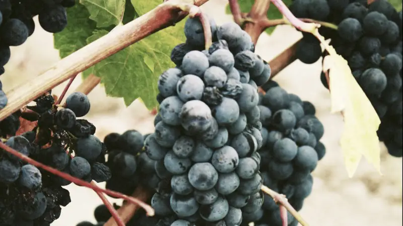 Disciplinari di produzione: gli ultimi aggiornamenti