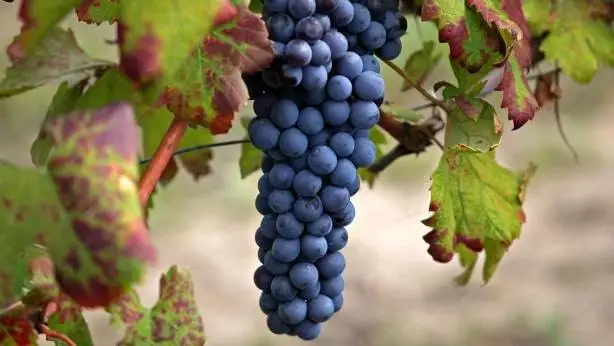 Barolo e Barbaresco modificano il disciplinare