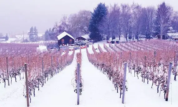 La Cina mercato del futuro per l'ice wine