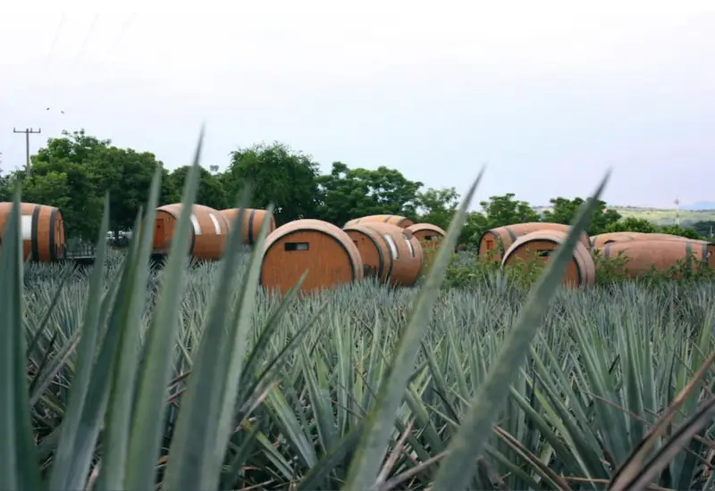 Tequila &ldquo;green&rdquo;: verso coltivazioni pi&ugrave; sostenibili