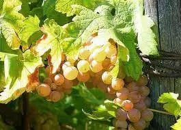 Erbaluce, oltre il 77% di vigneti in pi&ugrave; negli ultimi 20 anni