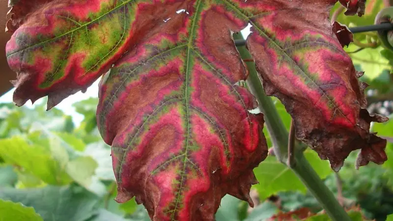 Crea: una banca dati per contrastare il mal dell'esca