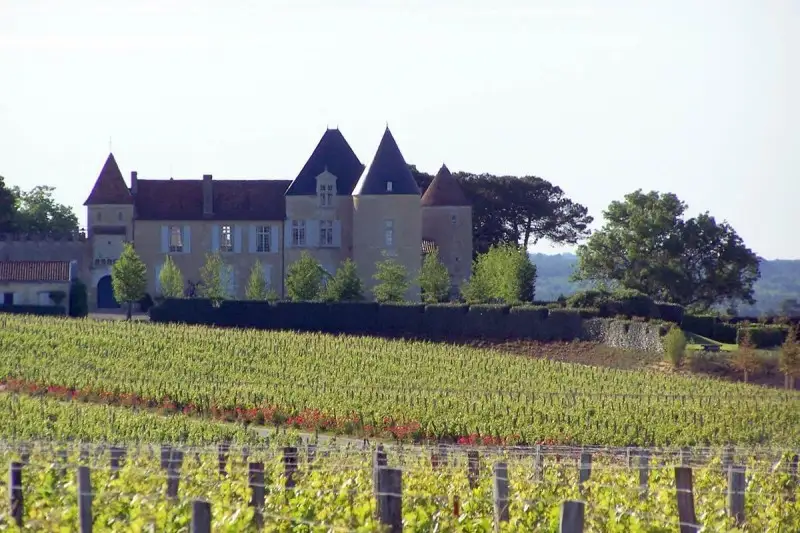 Balzo delle vendite di vigneti in Francia: record degli ultimi 25 anni