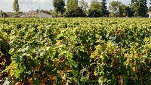 Crea: assorbimento del carbonio per il contrasto al cambiamento climatico