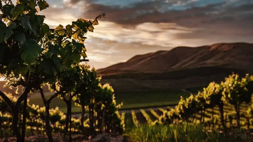 Enoturismo asset formidabile per la ripresa: l'8 giugno focus sul turismo lento