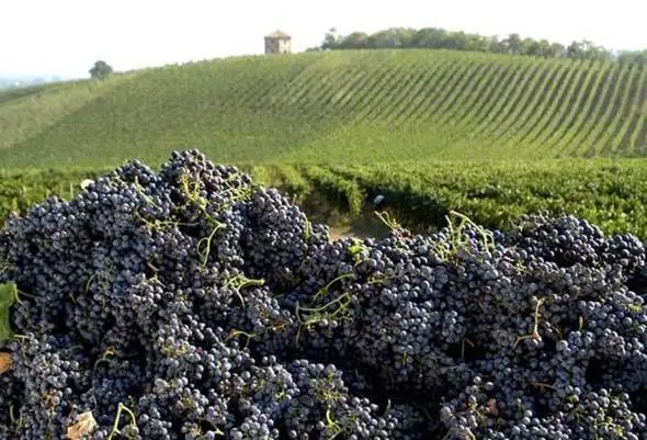 Gazzetta Ue, approvate le modifiche per i vini &laquo;Piemonte&raquo; bianco, rosso e rosato