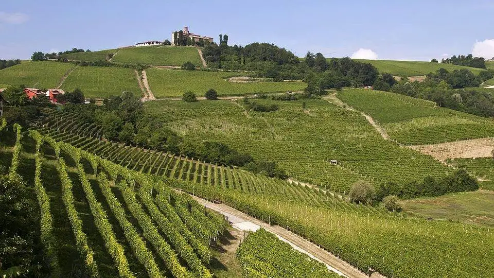 Rinnovo per dieci anni all&rsquo;autorizzazione di utilizzo del glifosato nella Ue