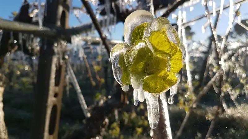 Agricoltura, in arrivo le nuove polizze parametriche