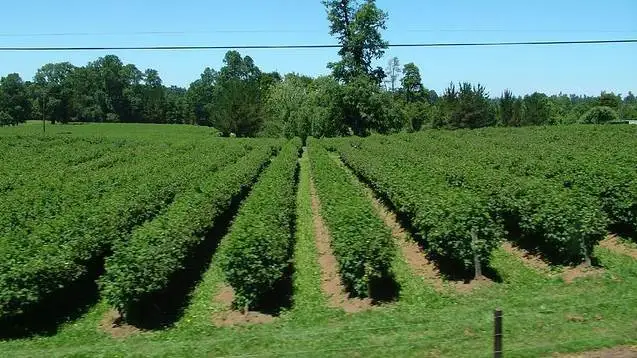 Cile: produzione di vino diminuisce del 7,4% nel 2019