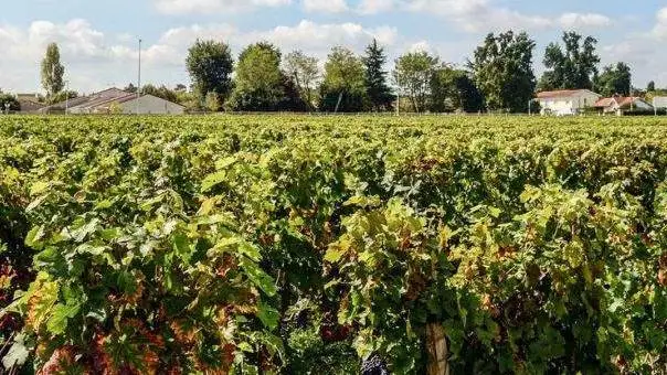 Ue, raggiunto l&rsquo;accordo politico sul nuovo regolamento delle statistiche agricole