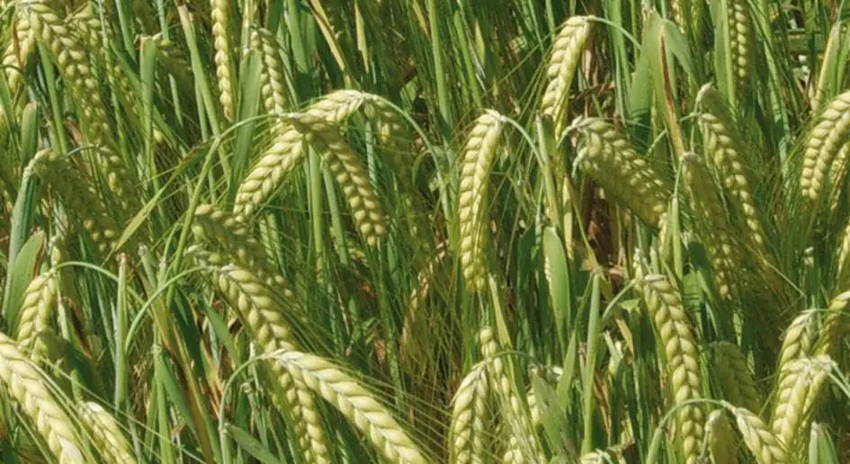 Futuro del whisky: scoperto un gene che rende l'orzo resistente alla siccit&agrave;