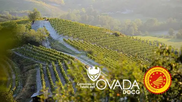 Increase Ovada Docg: i primi risultati del progetto sperimentale