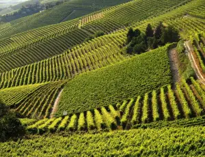 Ue: nuove misure a sostegno degli agricoltori per il caro fertilizzanti