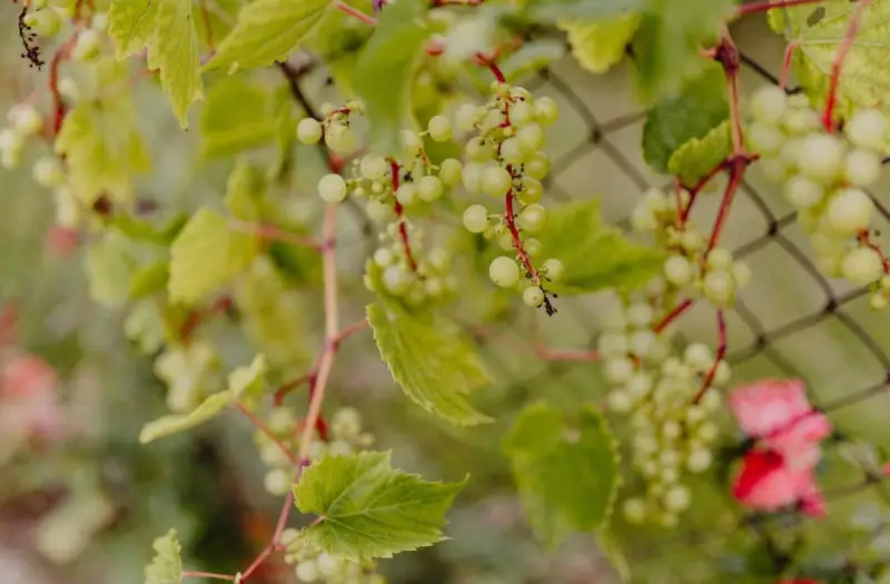 Via agli aiuti per i vigneti colpiti da Peronospora