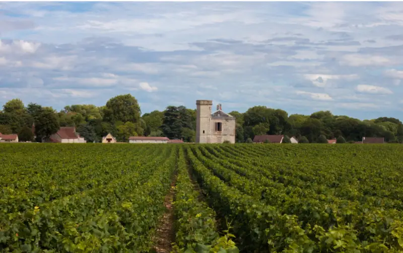 Vigneti francesi: saranno estirpati 27.500 ettari per fronteggiare il calo della domanda