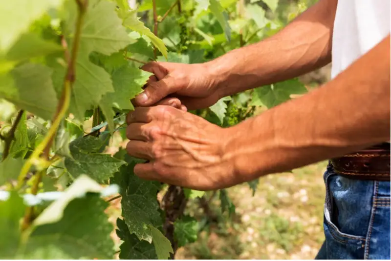 Gruppo Ue sul vino verso le raccomandazioni finali: &ldquo;prevenire i rischi del clima&rdquo;