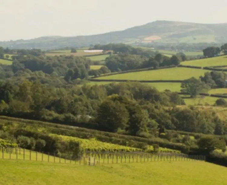 I vignaioli inglesi sono sempre più esperti: gli effetti sulla produzione 2024