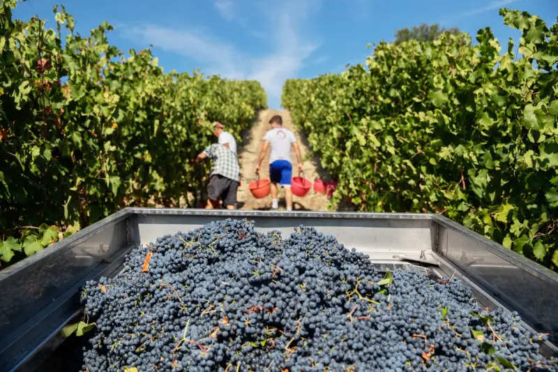 Lambrusco DOC: si chiude l’anno con l’aggiornamento dei disciplinari