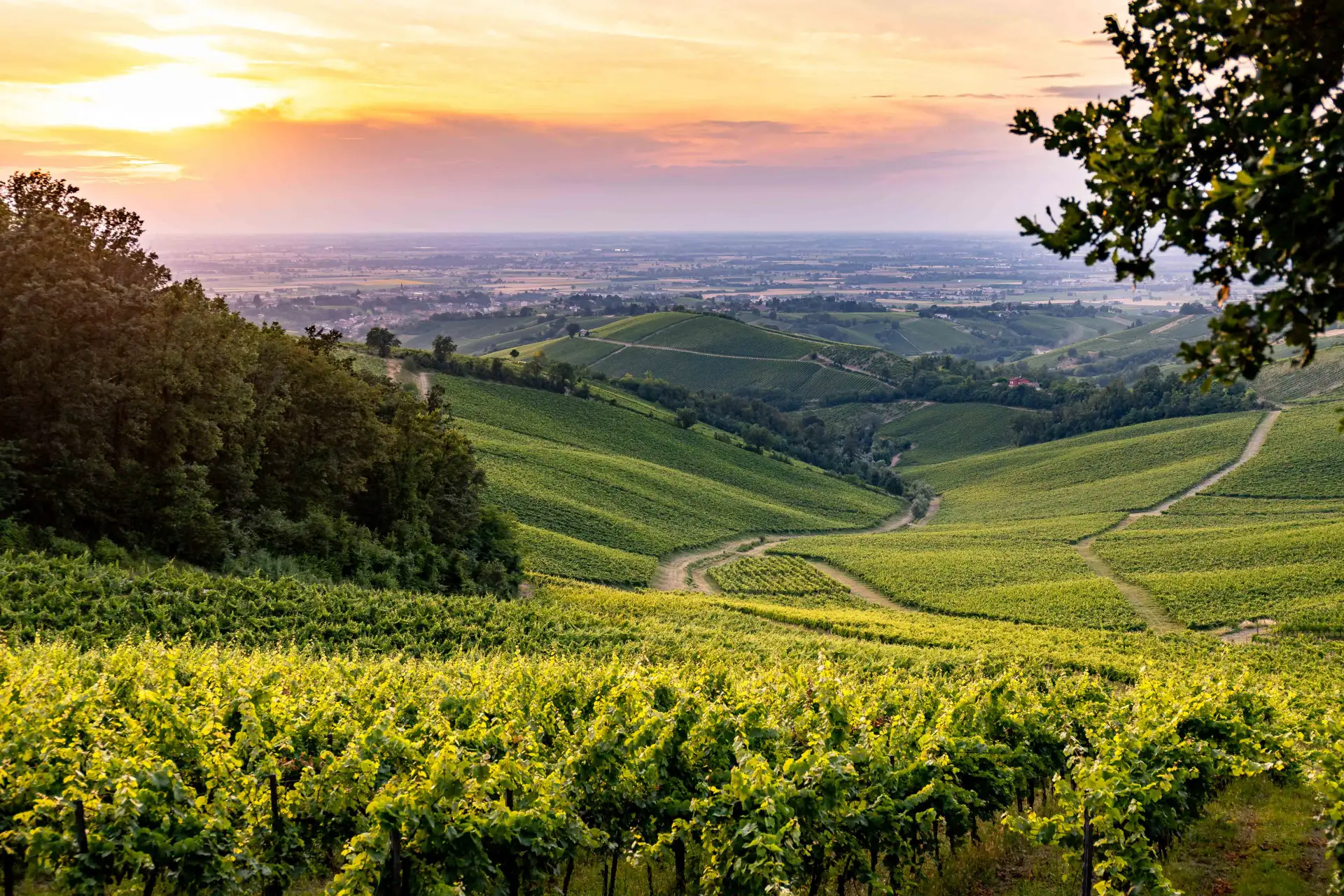 Oltrep&ograve; - Terra di Pinot Nero