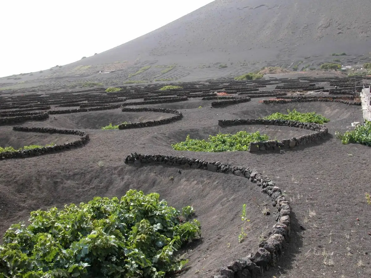 Scoprire un vigneto ai piedi di un vulcano a Lanzarote.jpg