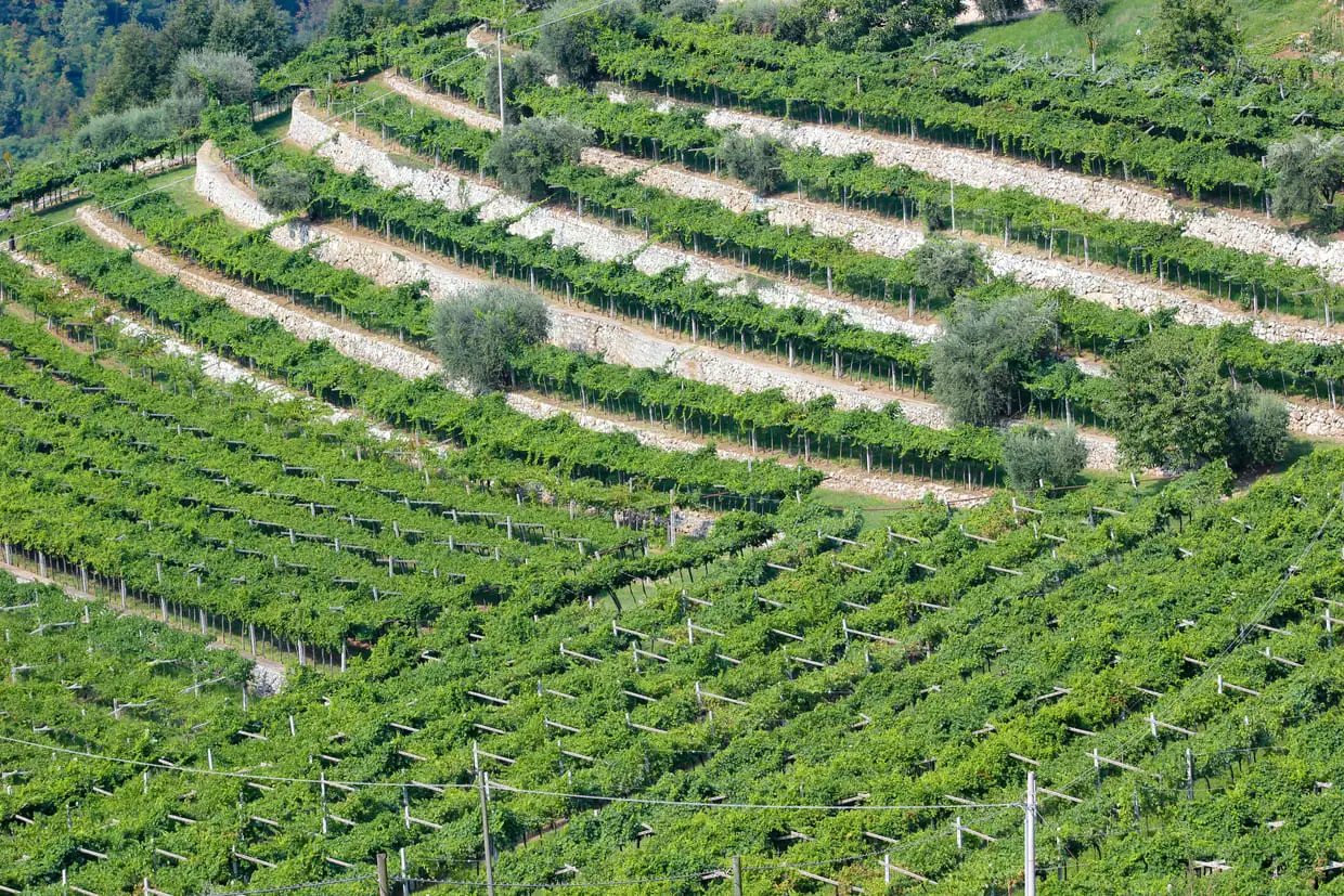 Valpolicella Annual Conference