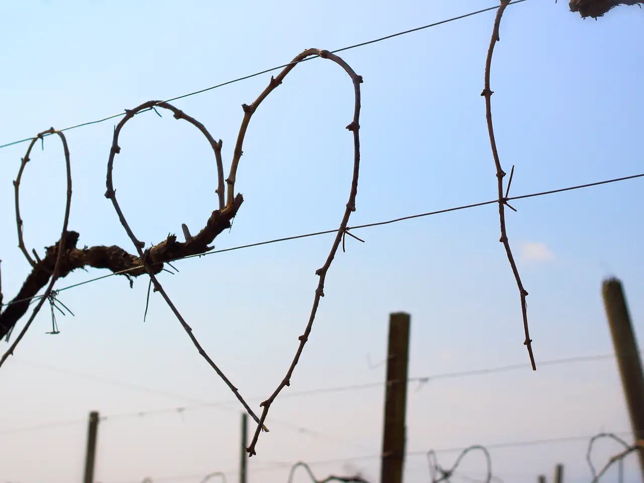 Primavera del Prosecco Superiore 2022