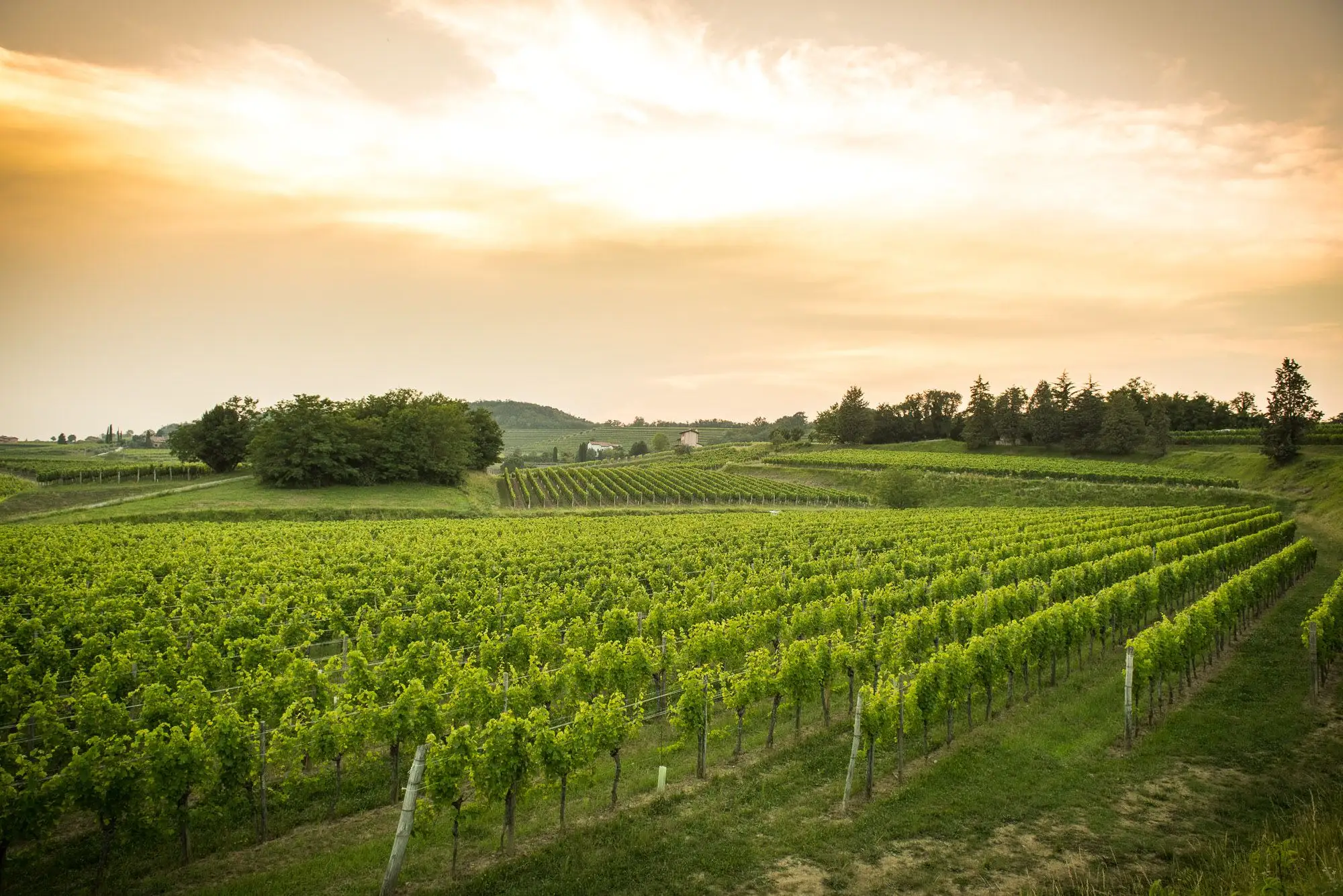 Mare&Mosto - Le vigne sospese