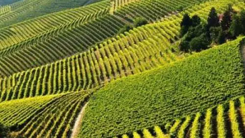 Consorzio Barbera d'Asti e Vini del Monferrato: le Docg diventano quattro