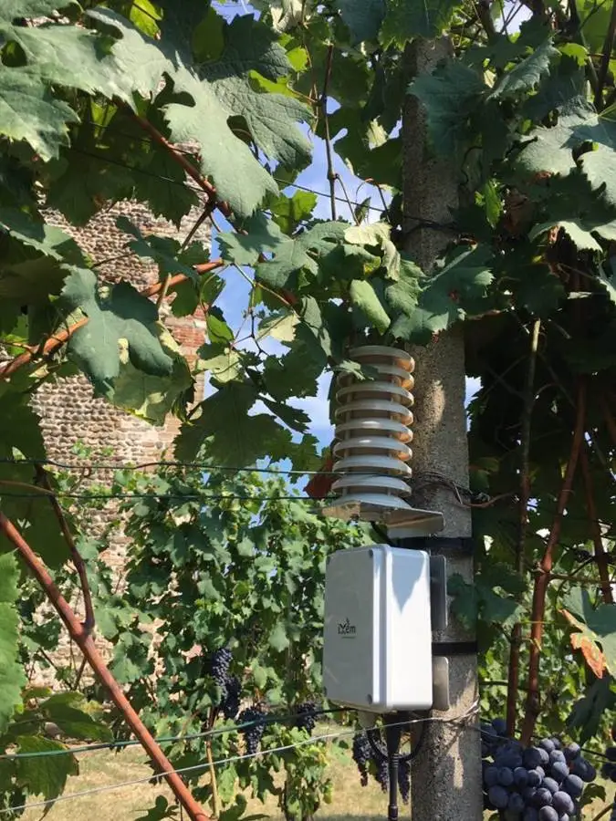 Politecnico di Torino lancia iXemWine: micro-sensori per i dati meteo in vigna