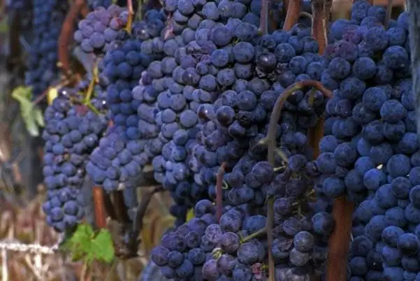 Grandi Langhe cambia data e diventa annuale