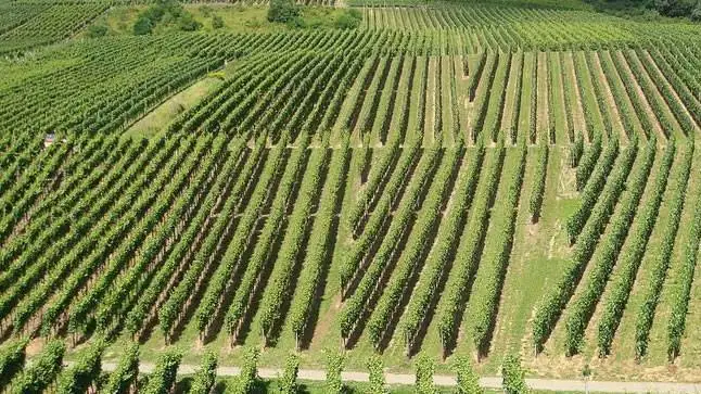 Agroecologia: il caso studio del Chianti, per sostenibilit&agrave; e resilienza
