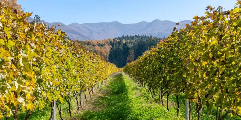 Osaka, Nagano e Yamagata, tre nuove IG per i vini giapponesi